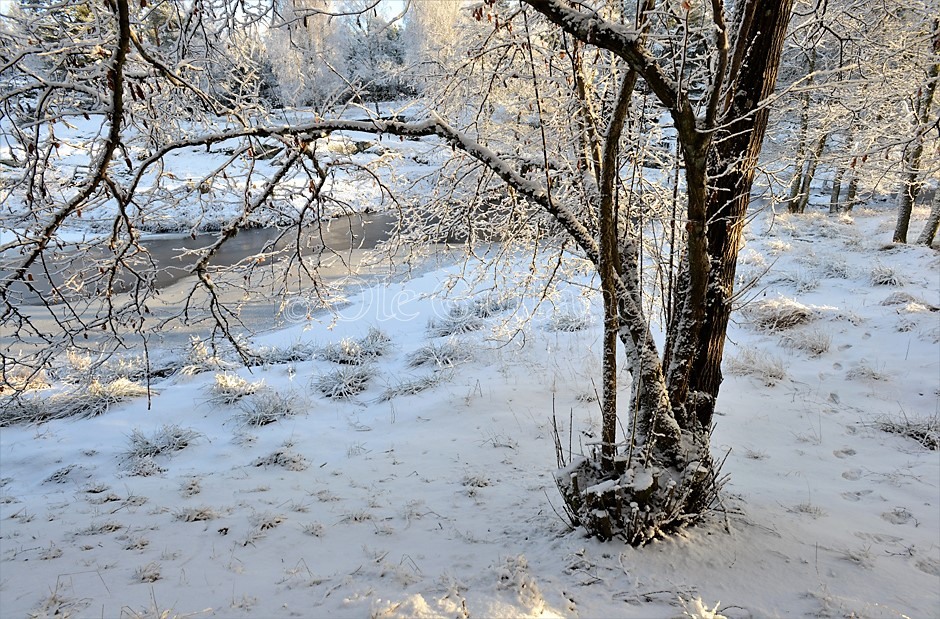 Vinter ved Mølledammen