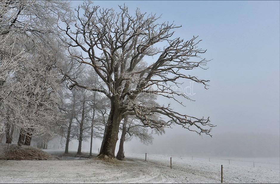 Frost i løvtrær