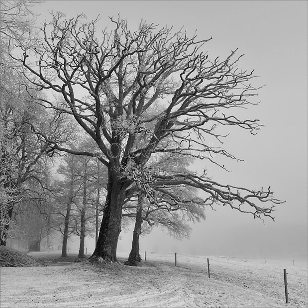 Frost i løvtrær