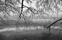 Frostkledde greiner