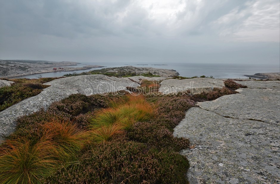 Vesterøy