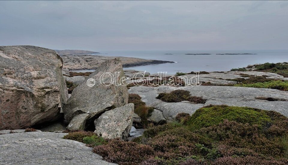 Vesterøy