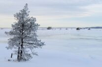 Vinter ved Bevø i Torsnes