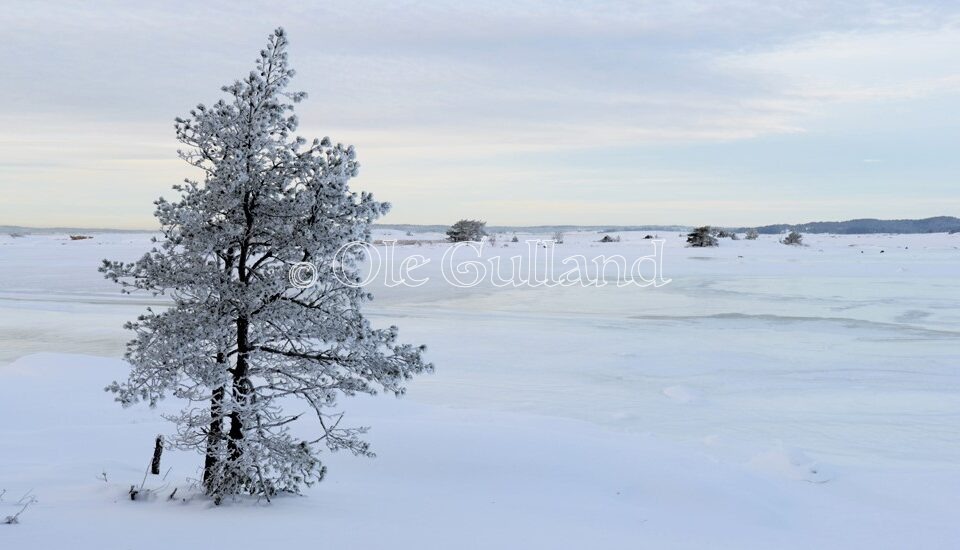 Vinter ved Bevø i Torsnes