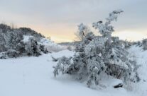 Vinter ved Husvik , Torsnes