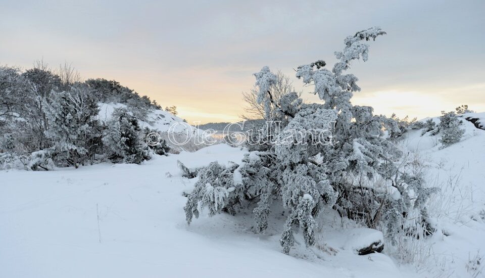 Vinter ved Husvik , Torsnes