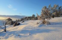 Vinterskog ved Pernesodden vest for Neskilen