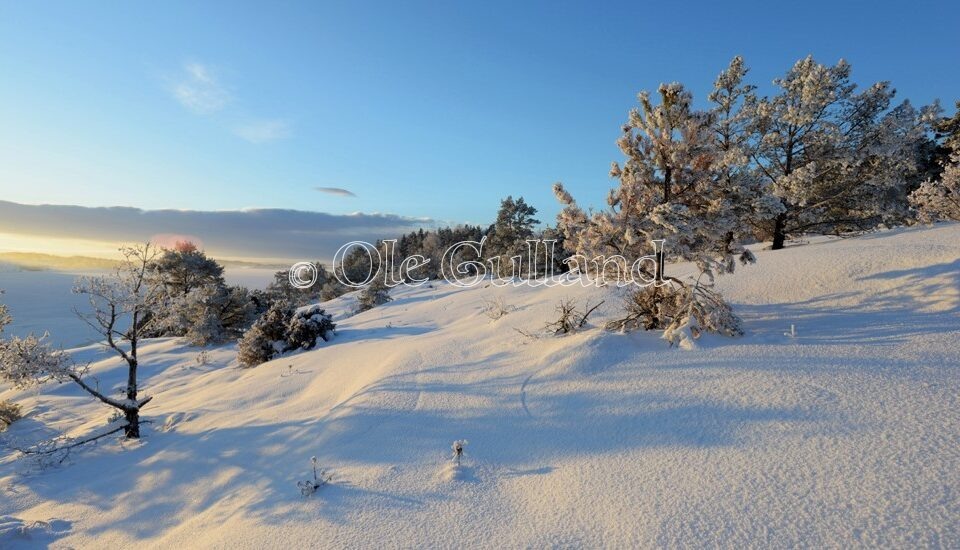 Vinterskog ved Pernesodden vest for Neskilen