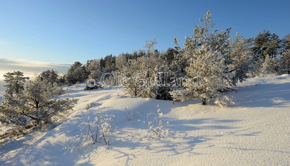 Vinterskog ved Pernesodden vest for Neskilen