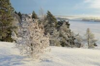 Vinterskog ved Neskilen i Torsnes «Pernes»